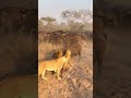 Lioness Slaps Buffalo in the Face | Full Video Above!