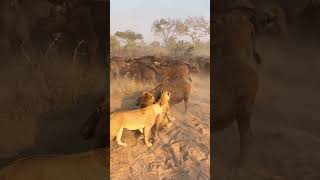 Lioness Slaps Buffalo In The Face | Full Video Above!