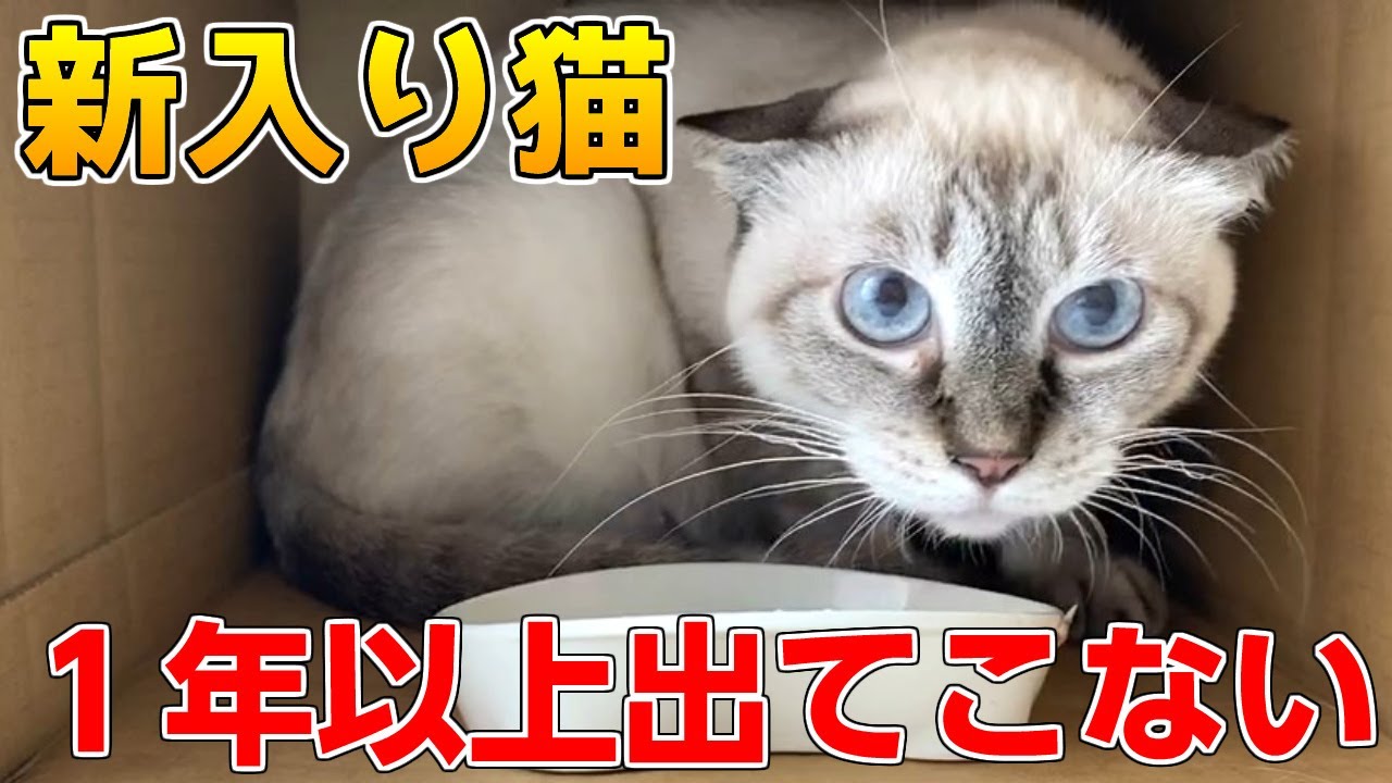 1年以上ケージから出てこないシャム猫に少し変化？！ - YouTube