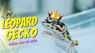 LEOPARD GECKOKẺ THỐNG TRỊ TÍ HON BÒ SÁT VIỆT