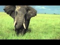 charging elephant