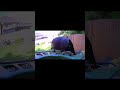 Jackdaw Swoops in and Knocks Bird Off the Feeder!