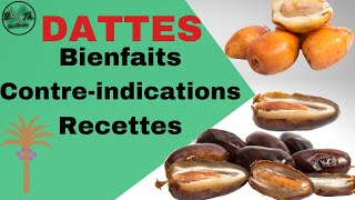 DATTES : BIENFAITS, VERTUS ET CONTRE-INDICATION DE MANGER LA DATTE | BecTherapy