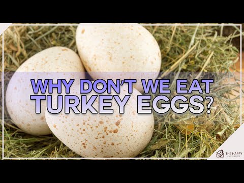 Wideo: Czy indyki składają jaja?