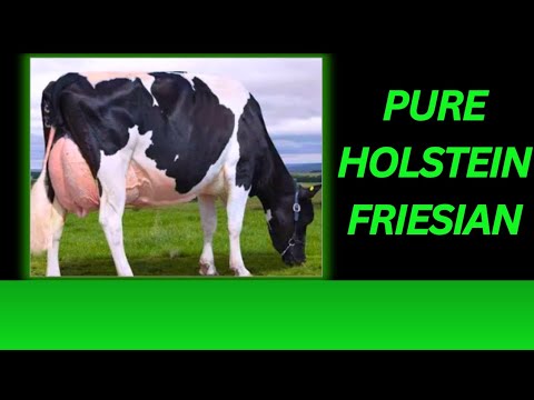 KWA MATUNZO SAHIHI AINA HII YA NG OMBE WA MAZIWA WANAWEZA KUTOA MAZIWA MBAKA LITA 40 KWA SIKU