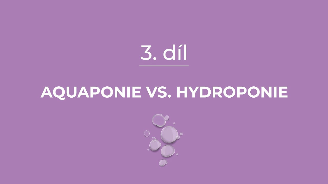 3. Aquaponie vs. hydroponie