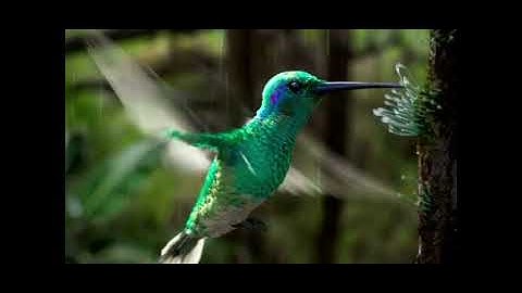 Hmmingbird R&D in Houdini