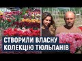 На Хмельниччині родина Єфименків зібрала колекцію тюльпанів, яка налічує 50 сортів