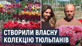 На Хмельниччині родина Єфименків зібрала колекцію тюльпанів, яка налічує 50 сортів