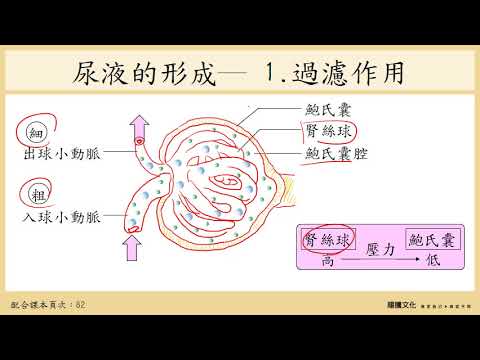 108選生三 3-2 排泄作用_2人的排泄構造與尿液形成