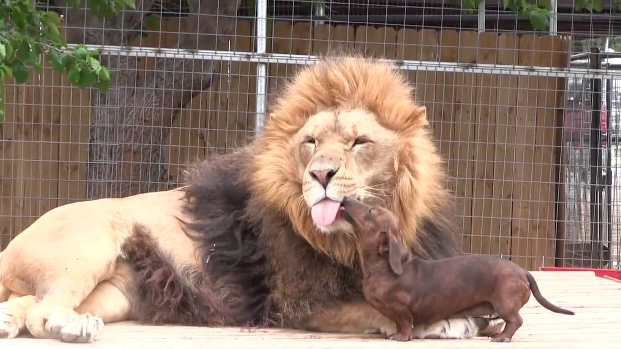 image de chien lion - Image De