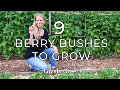 9 Types of Berry Bushes to grow in your Garden