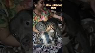 Shiro Bhut Chidta H Mamma Nora Se Pyaar Karti H