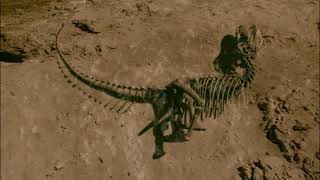 How complete is the fossil record?