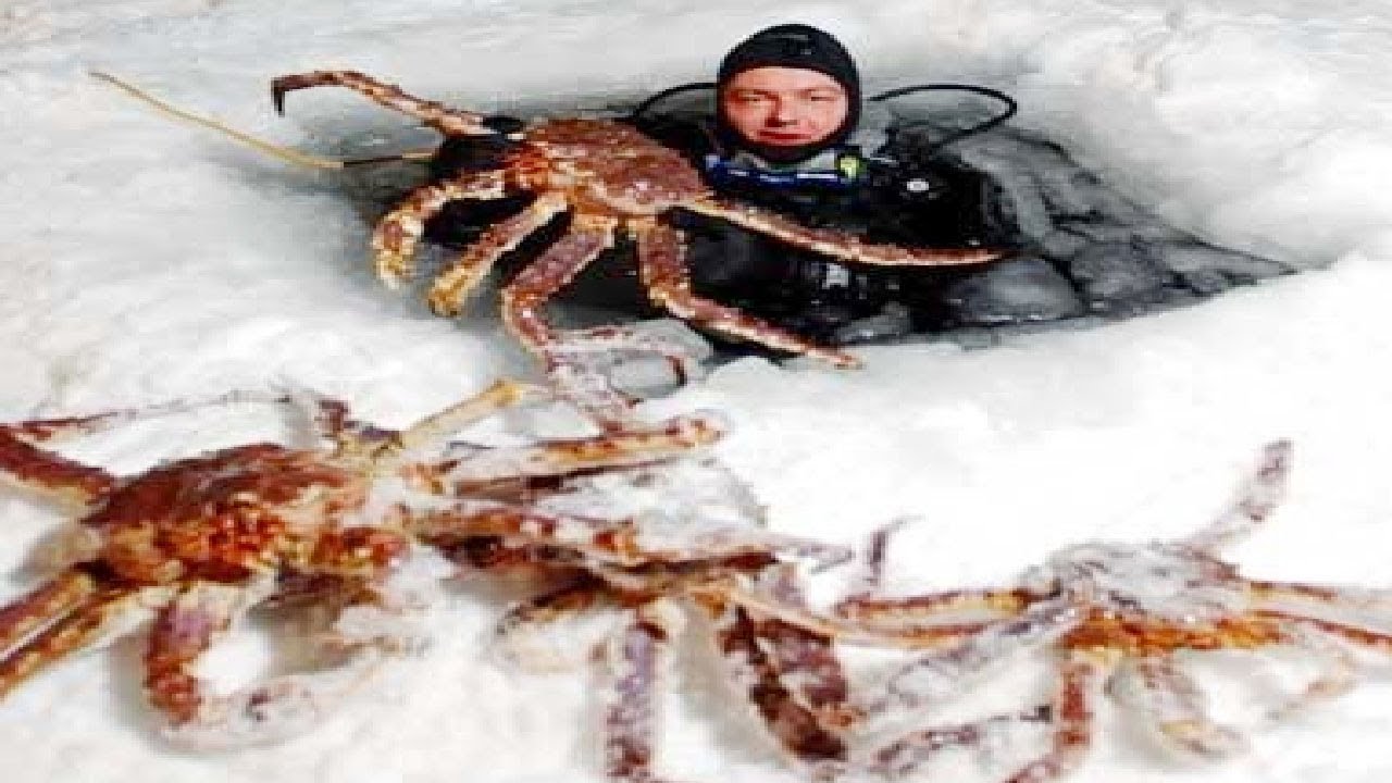 Amazing Fishing Alaska King Crab on Sea Ice - Fastest Fish Catching on The Sea