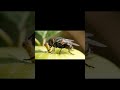 The Dirty Truth About House Flies 🪰 | You’ll Never Ignore Them Again