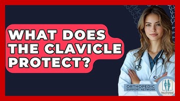 What Does The Clavicle Protect? - Orthopedic Support Network