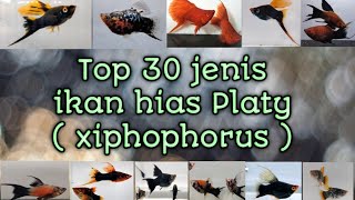30 Jenis Ikan Platy - Xiphophorus (maculatus,variatus and helleri )