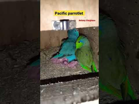 Pacific parrotlet #shorts #viral #shortvideo #youtubeshorts #birds #conure #lovebird #fish #fishing