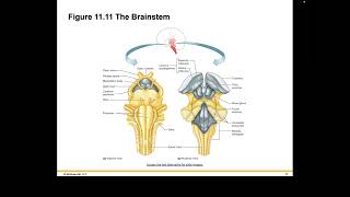 Chapter 11 Holes Recorded Lecture Becker Part 2