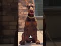 Top 3 MOST CHARISMATIC Dog Breeds 🐶🔥 | Who Takes the Crown?