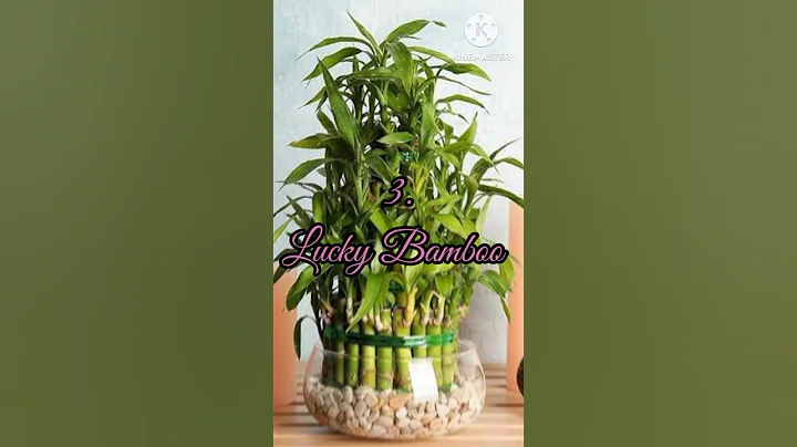 Best Air purifying plants #indoorplants​ #trendingshorts​ #plants​#garden #gardening #shorts