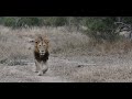 Red Road leads us to more Lion Cubs | On the Beat in the Manyeleti #65
