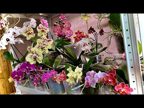 Видео: Орхидеи в нашите гори
