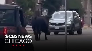 Loose cow cause udder chaos on University of Illinois campus