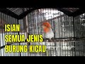 Super Masteran Semua Burung Kicau Untuk Isian Konin Maupun Pleci Super Bagus Mp3 - Mp4 Download