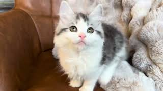 Silver Mackerel Tabby and White RagaMuffin by Velvet RagaMuffin Kittens 253 views 3 months ago 1 minute, 9 seconds