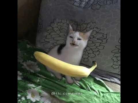 Бананчики мем с котом cat IS banana meme - YouTube