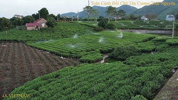 Toàn Cảnh Đồi Chè Tân Cương Thái Nguyên