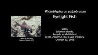 Flashlight fish, Photoblepharon palpebratum