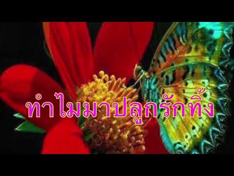 เพลง ทำไมมาปลูกรักทิ้ง
