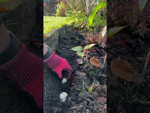 Video: Drumstick Allium Care - Hoe Drumstick Allium-bollen te planten