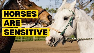 10 Facts About HORSES That Will Surprise You by Planet of Predators 719 views 4 months ago 3 minutes, 27 seconds