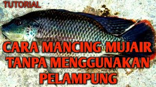 TUTORIAL CARA MANCING MUJAIR / FISHING TILAPIA TANPA MENGGUNAKAN PELAMPUNG