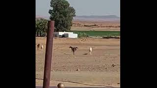 حصان يطرد الإبل  A horse kicks out a camel