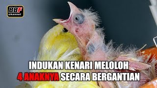 Burung Kenari Meloloh 4 anaknya bergantian