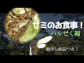 セミのお食事！ハルゼミ編