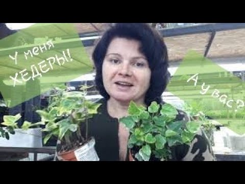 Видео: Черенкую новые плющи! 😉😁