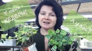 видео: Черенкую новые плющи! 😉😁 картинка: Черенкую новые плющи! 😉😁