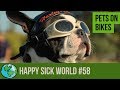 Pets on bikes  happy sick world 58