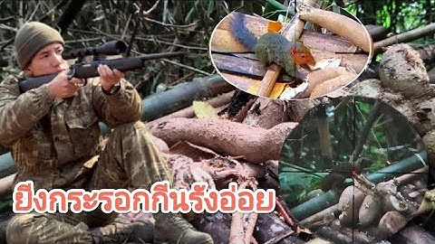 EP.11 เข้าป่ายีงกระรอกกีนผลไม้/Yos hav zoov tua nas noj ziav qos 