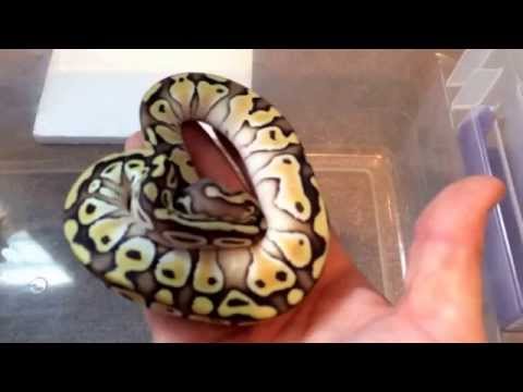 Ball Python Unboxing