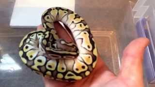 Celebrity Ball Python Unboxing Net Worth