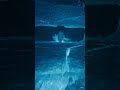 Antartica Creacture ai video😱 #shorts #youtubeshorts #viral #trending #shortupdocumentry