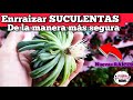 Cómo salvar una SUCULENTA | enraizar al vacío 🌿💓