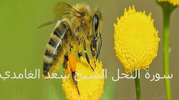 تلاوة جميلة و رائعة جدا وهادئة تنسيك الدنيا وهمها تلاوة عذبة  سورة النحل الشيخ سعد الغامدي